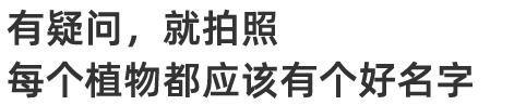 不认识,就拍照,每个植物都应该有个好名字