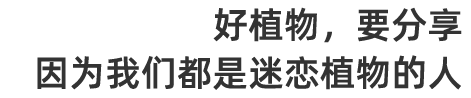 好植物,要分享,因为我们都是迷恋植物的人