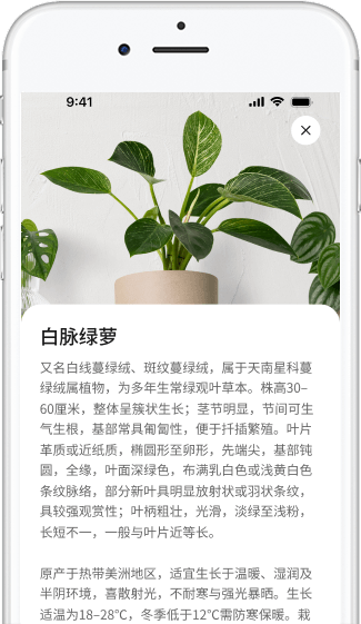 有疑问,大师帮,识花大师亲自帮你鉴定植物