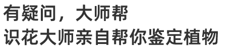 有疑问,大师帮,识花大师亲自帮你鉴定植物